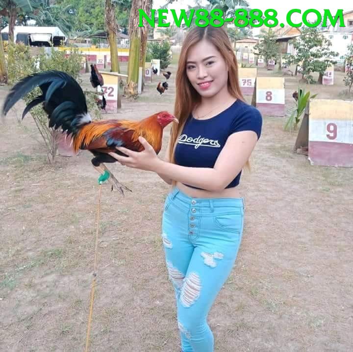 Đá Gà Trực Tiếp - new88