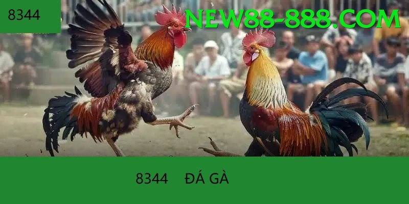 Cách Đọc Kèo Đá Gà